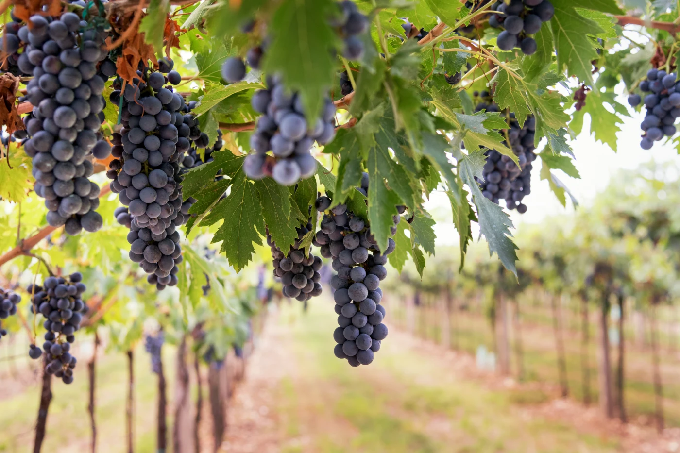 Découvrir les vins de l’Aude pendant vos vacances